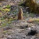 IMG 0274