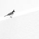 Animal FineArt 001web