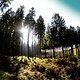Ein Traumtag geht zuende. Mal sehen wie viele dieses Jahr noch dazu kommen.. #MTB #Mountainbike #stravaphoto #forest #outdoor #outdoorlovers #outsideisfree #sunlight #Fichten #Sauerland #breckerfeld #gopro #latergram