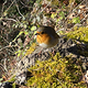 Rotkehlchen #3