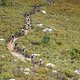 Im großen Pulk geht es für die schnellsten Herren auf die 67 Kilometer lange Schlussetappe rund um das südafrikanische MTB-Mekka Stellenbosch.