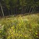 Auf dem einzigen Singletrail der Strecke konnten sich die Erstplatzierten immer etwas ausruhen, da Überholen nicht möglich war.