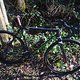 Genesis UK Fugio Crosser Gravel Racer