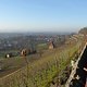 weinanbau