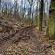 Gosecker Forst 🚵‍♂️ - Kreuz und quer, da geht noch mehr