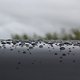 IMG 0009