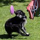 Urlaub Hunde -8086