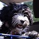 Tina Hundeschule 04
