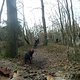 downhillhundjagtdie3