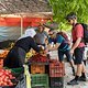 Kirschenzeit in Peshkopi - da muss man zuschlagen