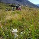 Edelweiss am Fuorcla del Gal