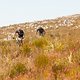 Erik Kleinhans (v) und Nico Bell - Foto von Sam Clark-Cape Epic-SPORTZPICS