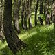 Szenenwechsel – schnelle Trails durch den Wald