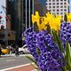 Flowers of NYC