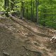 Gratis Wurzeltrail