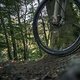 MTB in the Woods
