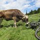 unterwegs zur spitzigen Lun - auch Kühe interessieren sich für High-End-Biketechnologie