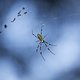 krasse Spinne
