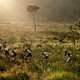 A group of riders during stage 2 of the 2019 Absa Cape Epic Mountain Bike stage race from Hermanus High School in Hermanus to Oak Valley Estate in Elgin, South Africa on the 19th March 2019

Photo by Greg Beadle/Cape Epic

PLEASE ENSURE THE APPRO