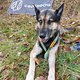 10. Streetwaldcross (Canicross) mit Hund