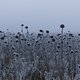 Frozen Sunflowers